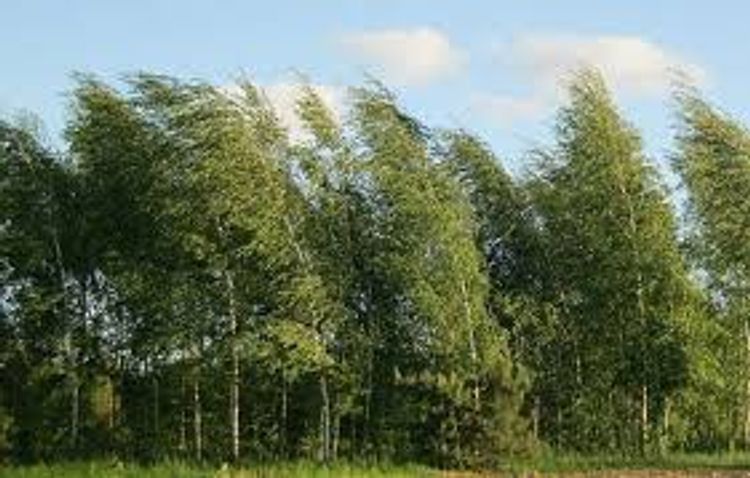 Sabah hava küləkli olacaq - PROQNOZ