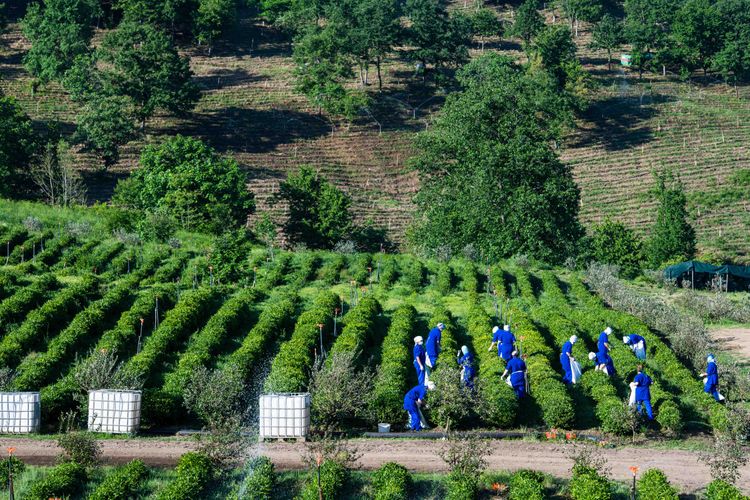 Dağların zirvəsində yaradılmış çay cənnəti