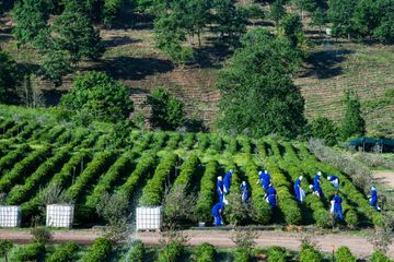 Dağların zirvəsində yaradılmış çay cənnəti