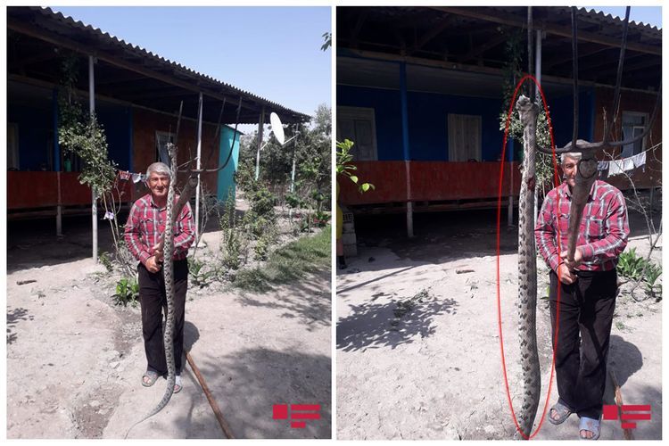 Azərbaycanda nəhəng gürzə ilanı öldürüldü