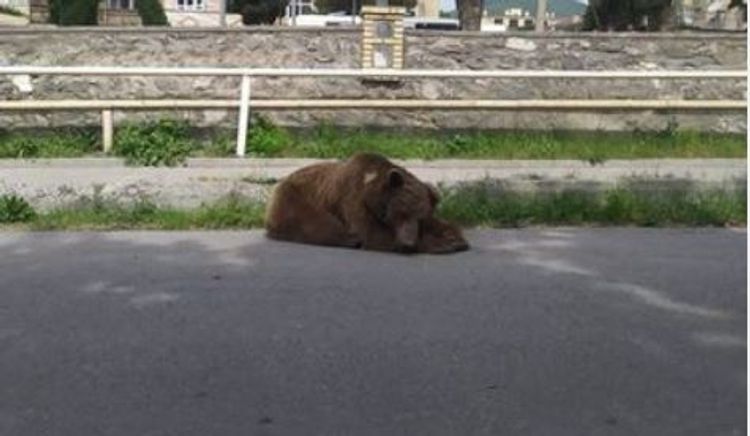 Ayıya iynə vurub yatızdırdılar - FOTO - VİDEO - YENİLƏNİB