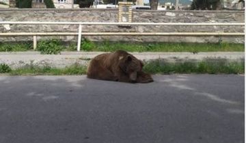 Ayıya iynə vurub yatızdırdılar - FOTO - VİDEO - YENİLƏNİB