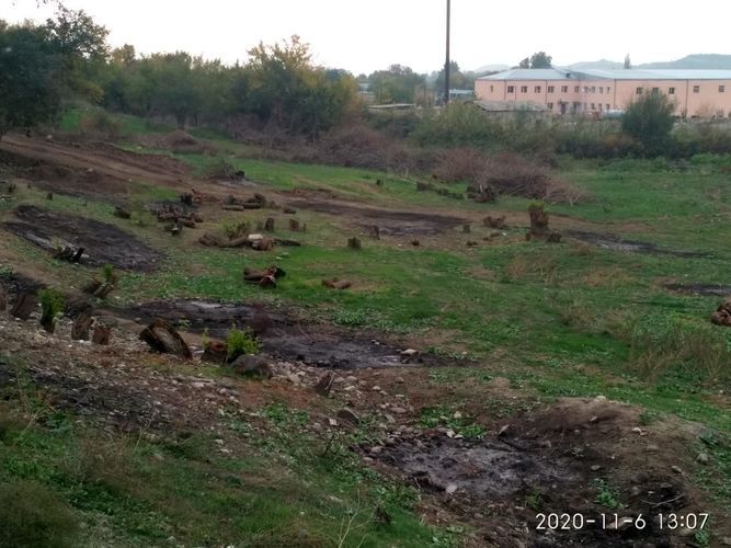Ermənilər yaşı 1600, 900 və 500 il olan Şərq çinarlarını məhv edib - NAZİRLİK