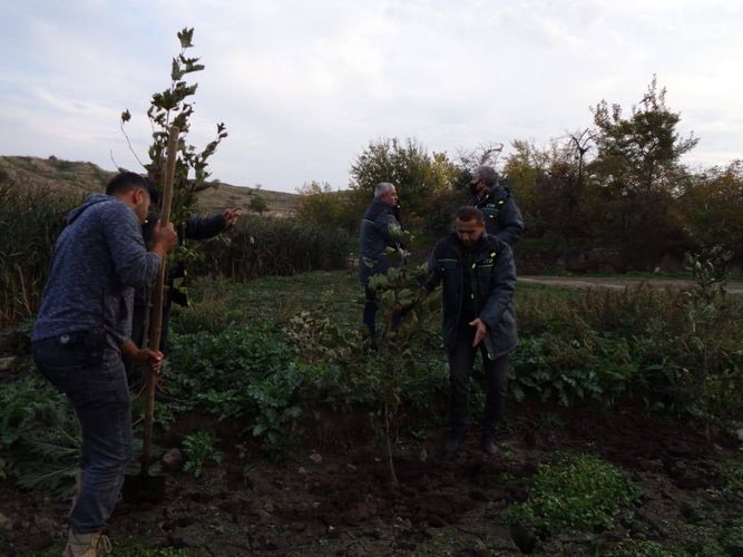 Füzulinin azad olunan kəndində ağac əkildi - FOTO