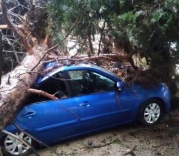 Bakıda ağac “Lada Granta”nın üzərinə düşdü - FOTO