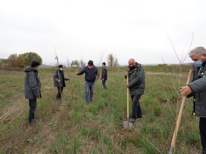 Qubadlıda Şərq çinarları əkildi, tut bağı salındı - FOTO