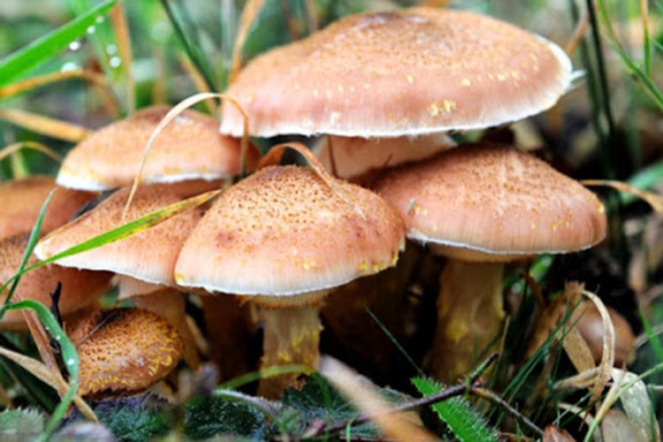 Bir ailənin 3 üzvü göbələkdən zəhərlənib - RƏSMİ