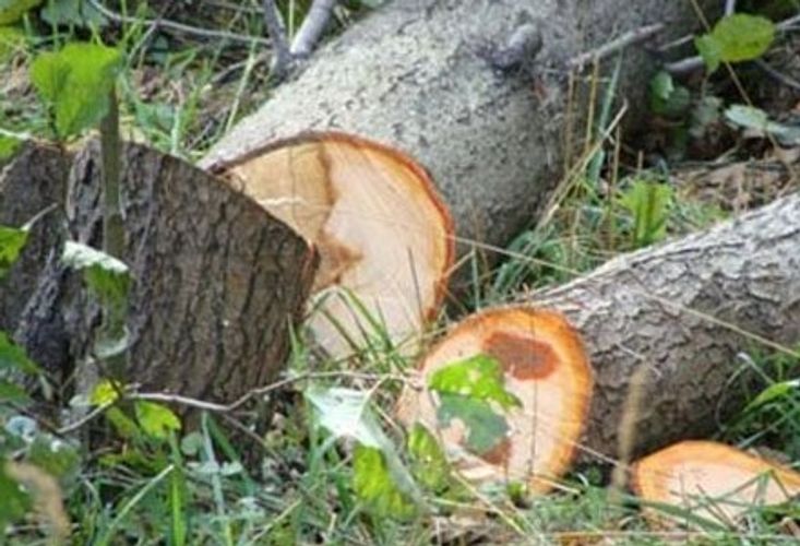 Ağacları məhv edən müəssisə cəzalandırıldı