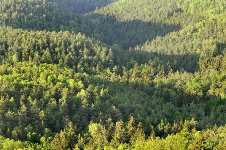 Azərbaycanda meşələrin qorunması bu  təşkilatlara həvalə oluna bilər