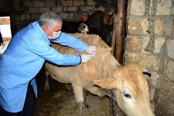 Məcburi peyvənd növbəsi heyvanlara çatdı -  YENİ QANUN 