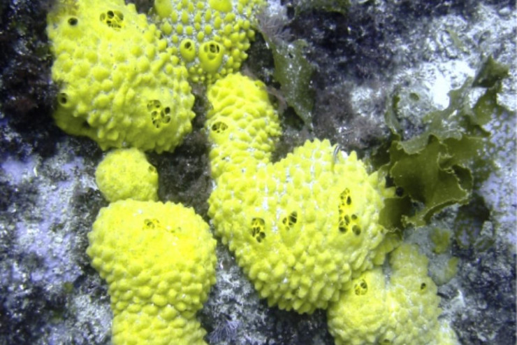 Dünyanın ən qədim heyvan qalığı tapıldı