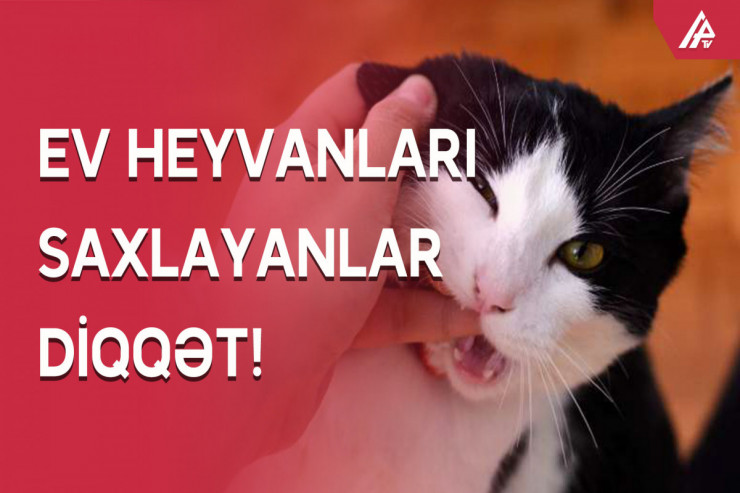 DİQQƏT!  - Heyvanlardan insanlara keçən virus xəstəlikləri