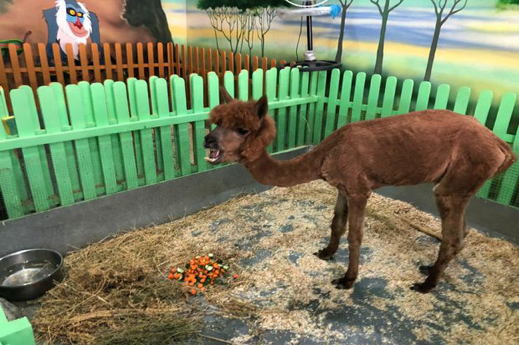 “Zoobulvar”da saxlanılan alpaqan