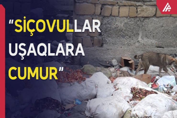 Üfunət iyi, palçıqlı yollar və sahibsiz itlər... - VİDEO 