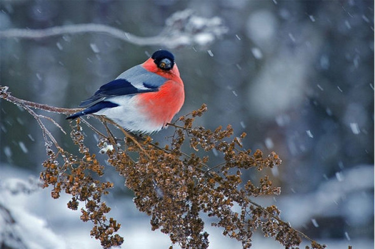 Bu ərazilərə qar yağıb - Faktiki HAVA  
