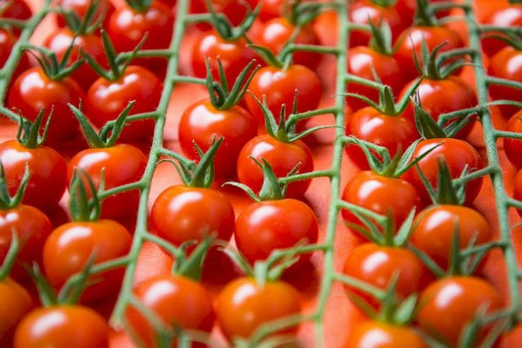 Pomidor istehsal edən ailə təsərrüfatları birləşdirilir - VAHİD KOOPERATİV 