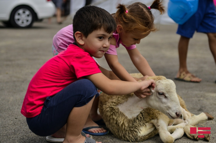 Qurban bayramı ilə bağlı əhaliyə MÜRACİƏT 