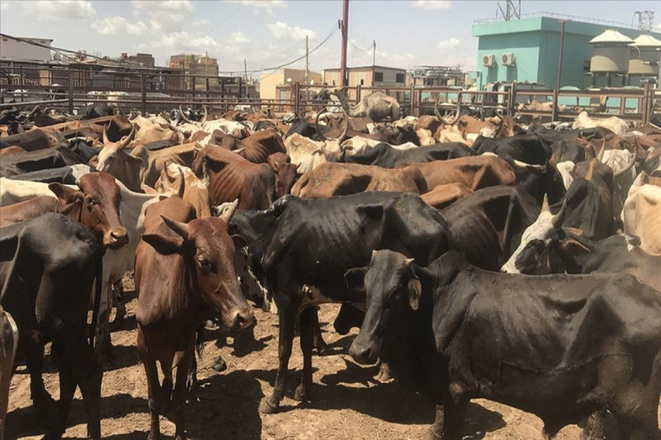 Hindistan Qurban Bayramı üçün bəzi qadağalar gətirdi