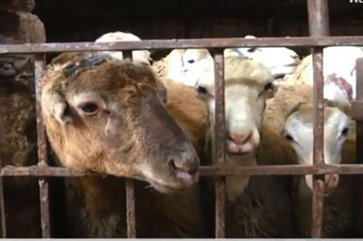 Qurbanlıq qoyunlar neçəyə satılır? - REPORTAJ 