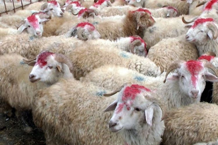 Qurban bayramında bu ünvanlarda heyvan satışı və kəsimi xidməti təşkil olunacaq - SİYAHI 