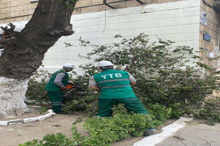 Güclü küləyin FƏSADLARI:  58 ağac aşdı - FOTO 