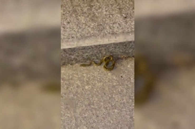 Bulvarda ilan qorxusu davam edir -  RƏSMİ AÇIQLAMA 