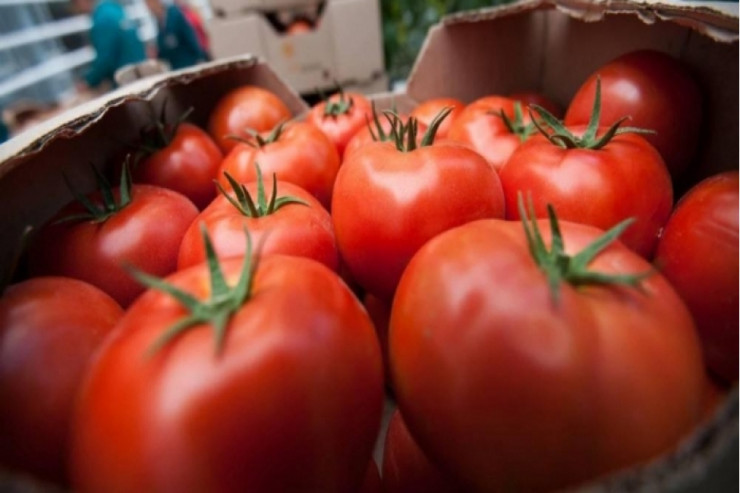 Bu müəssisələrə Rusiyaya pomidor ixracına İCAZƏ VERİLDİ 