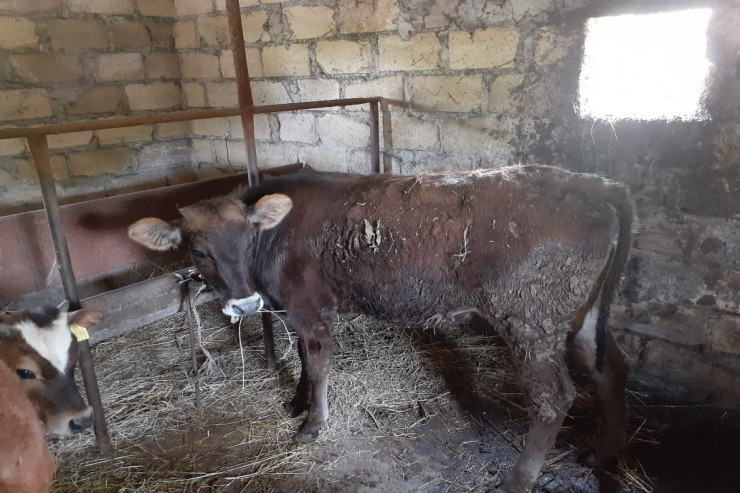 Oğurlanan mal-qara