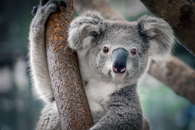 koala
