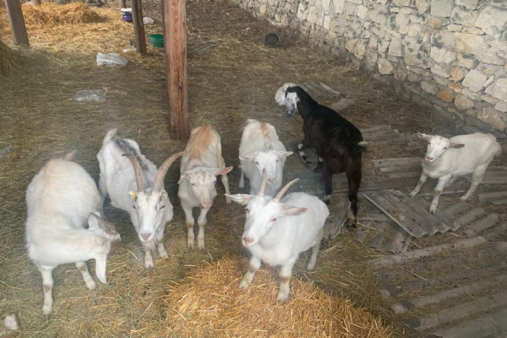 Qoyun keçi