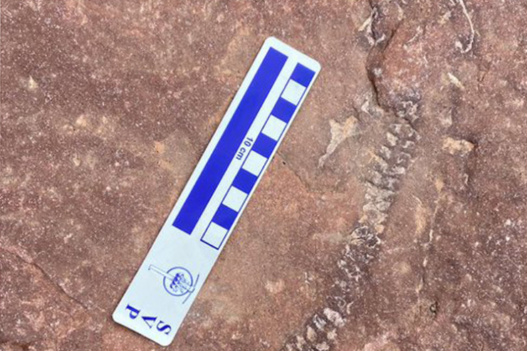 Paleontoloqlar elmə məlum olmayan canlı aşkar etdilər