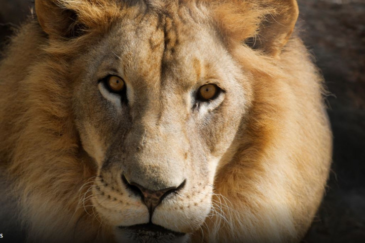 Daha bir ölkədə şirlər koronavirusa yoluxdu