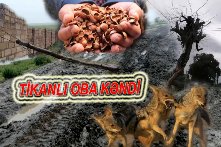 Fındıqla qızınanlar, yola yıxılmış dirəklər, uşaqların çaqqal qorxusu - "Nə vaxt düzələcəyini bilmərəm" 