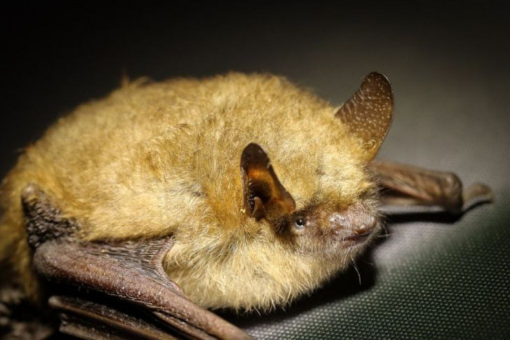  Nipah virusu ndan ilk ölüm qeydə alındı