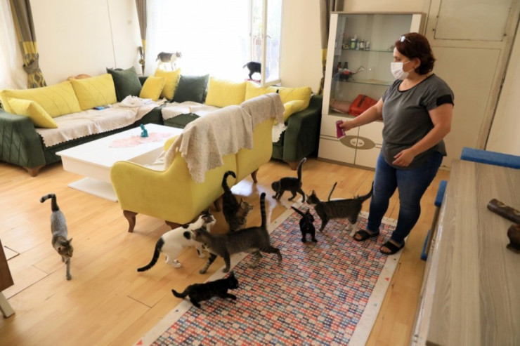 Küçə heyvanları onu külli miqdarda BORCA SALDI 