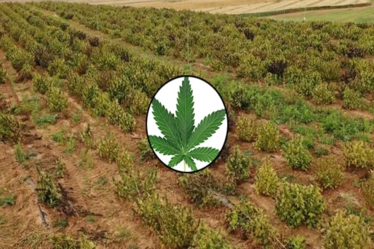 67 hektar marixuana plantasiyası – narkomaniya ilə əlaqəsiz 