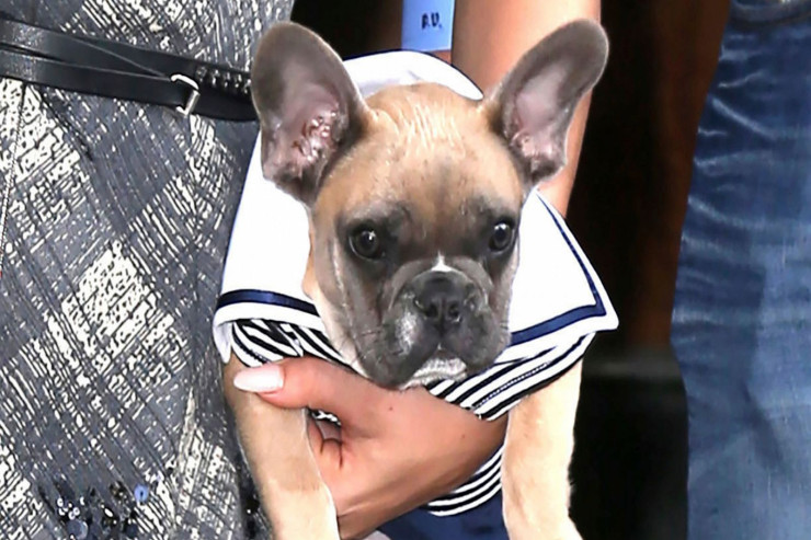 Tanınmış müğənninin itini oğurlayana   21 il HƏBS