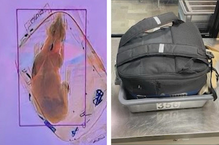 İt aeroportda skanerdən keçdi 