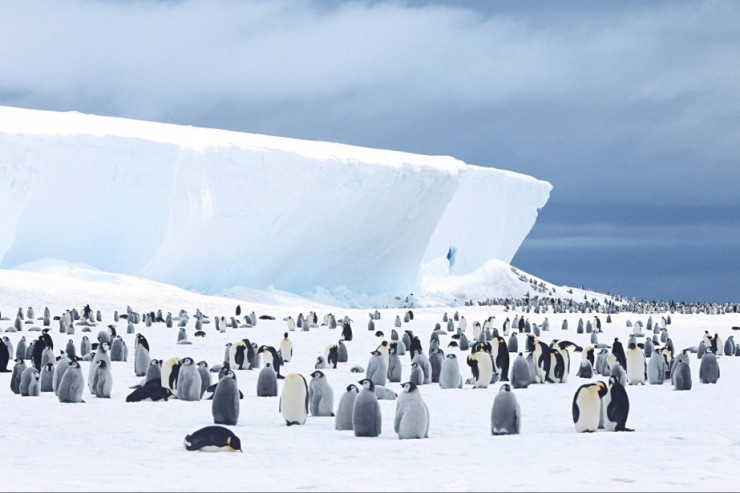 Əsrin sonuna qədər Antarktidada canlılar məhv ola bilər 