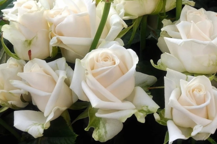  Qızılgül buketi   ilə gələn quldur 22 min dollar apardı