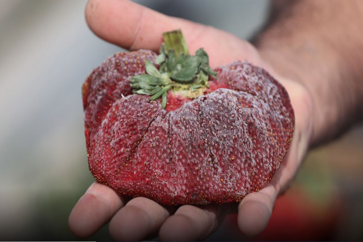 Çiyələkdə yeni DÜNYA REKORDU 