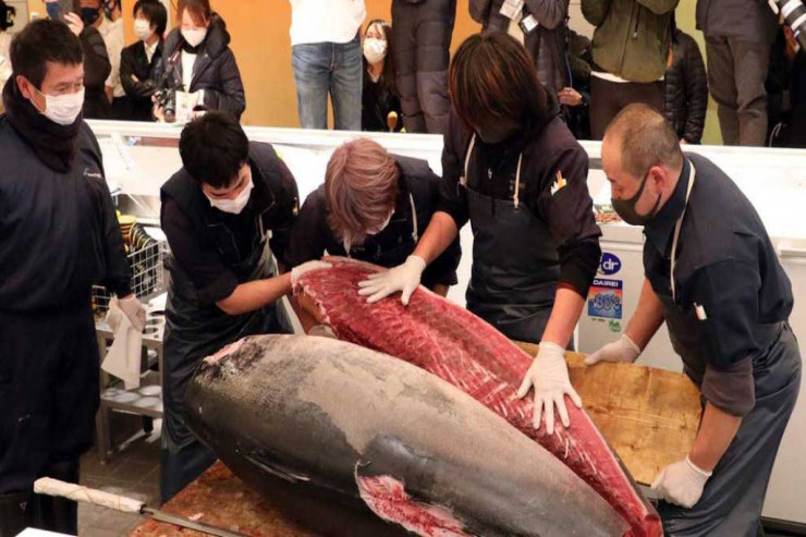 Bu balıq  146 min dollara   satıldı