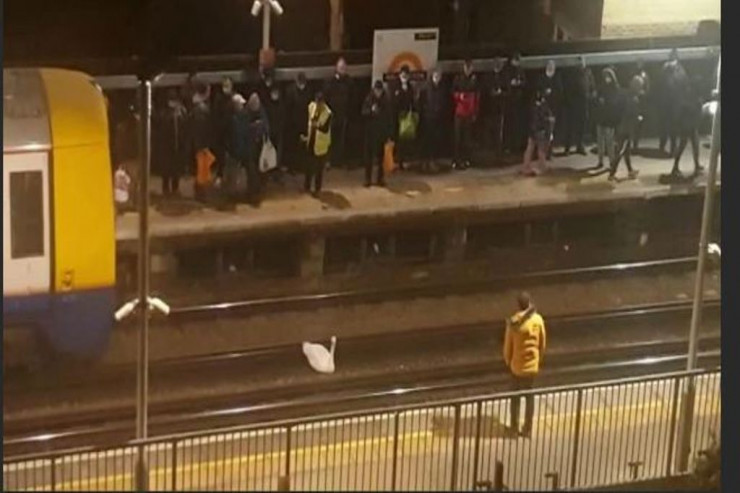 Qu quşu metronun hərəkətini iflic etdi