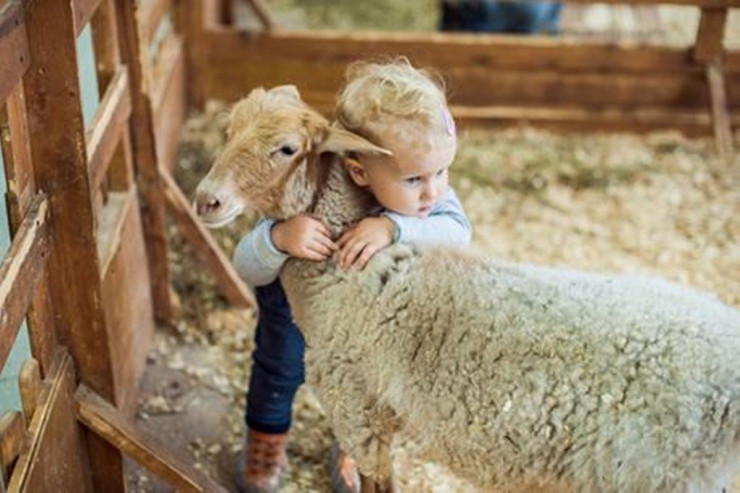Qurban bayramı ilə bağlı heyvan satışı və kəsimi yerləri -  SİYAHI 