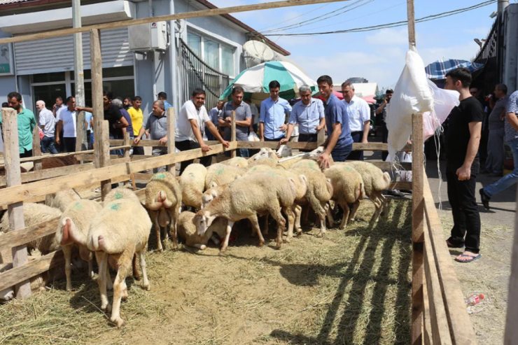 Qurbanlıq heyvanların satışı və kəsimi təşkil ediləcək ünvanlar -  SİYAHI 
