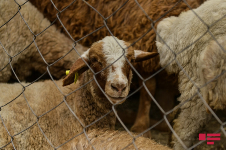 Qurbanlıq heyvanları daha ucuz haradan ala bilərik? - QİYMƏTLƏR  - VİDEO 
