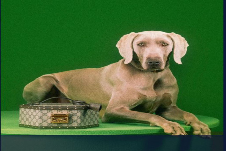 15 000 manata it üçün divan  