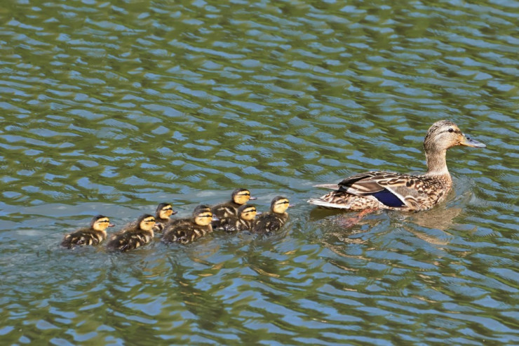 Ördəklərlə  göldə çimənlərə   XƏBƏRDARLIQ