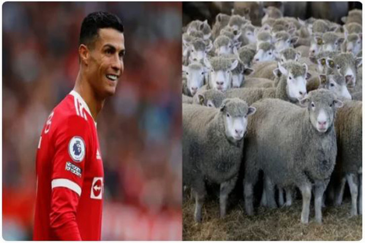 Ronaldo üçün 20 qoyun təklif edildi: "CAVAB GÖZLƏYİRİK..." 