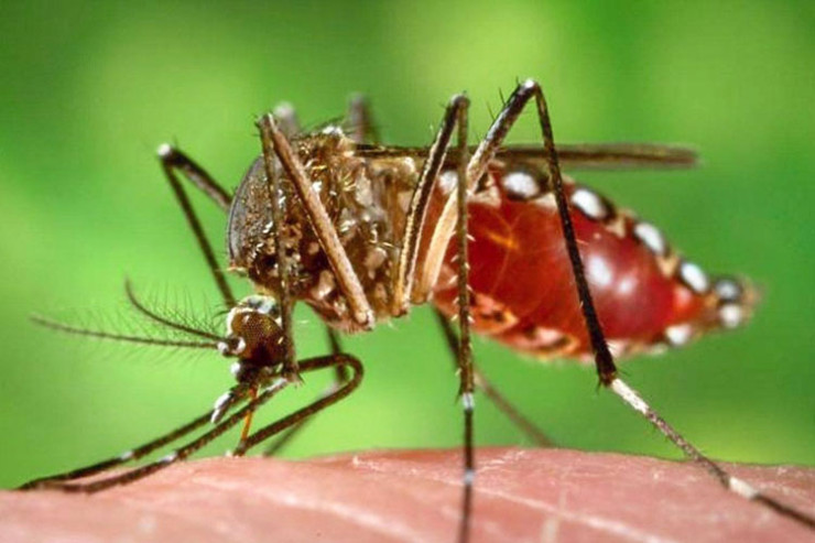 Təhlükəli virus yayılır
